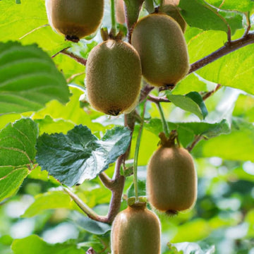 Kiwi Seeds