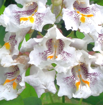 Catalpa Seeds – Northern