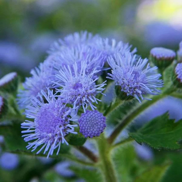 Ageratum Seeds – Floss
