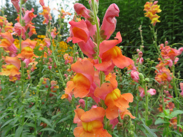 Snapdragon Seeds – Antirrhinum Majus, Heirloom