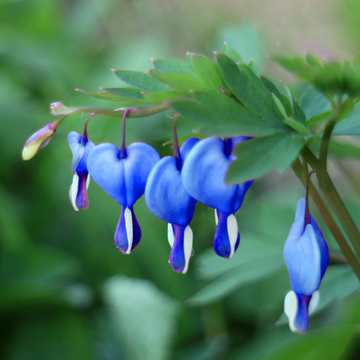 Bleeding Heart Seeds – Blue