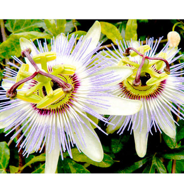 Blue Passion Seeds - Hardy Perennial, Heirloom & GMO