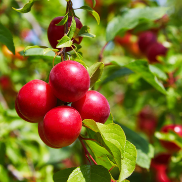 Plum Seeds - American Wild