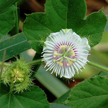 Passiflora Foetida Seeds – Alba
