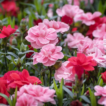Carnation Seeds – Pink