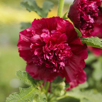 Hollyhock Seeds – Double Red