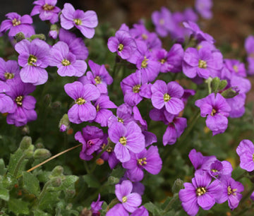 Aubrieta Seeds – Deltoidea  Heirloom & GMO