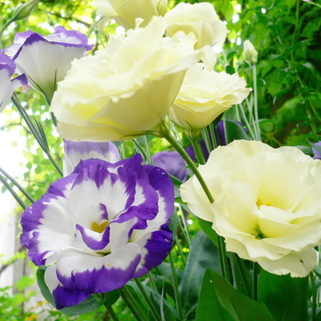 Lisianthus Seeds – Prairie Gentian