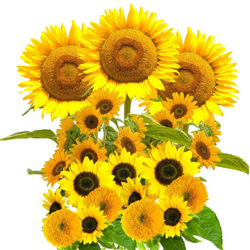 Sunflower Seeds  – Giant
