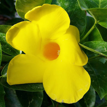 Mandevilla Seeds – Yellow Sanderi