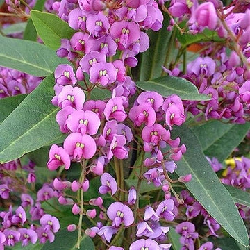 Hardenbergia Seeds – Australian Sarsaparilla