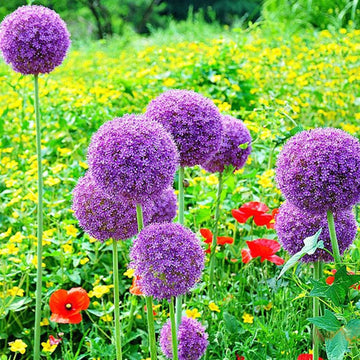 Allium Globemaster Seeds – Giant