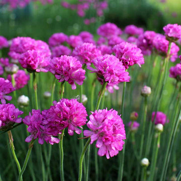 Armeria Seeds – Maritima