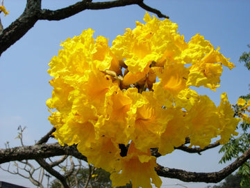 Golden Trumpet Tree Seeds – Handroanthus Chrysotrichus