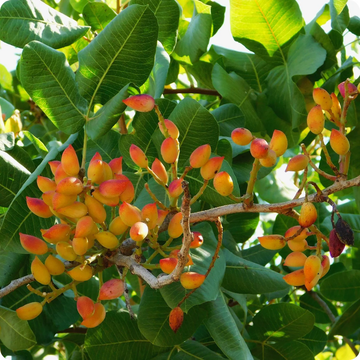 Pistache Seeds