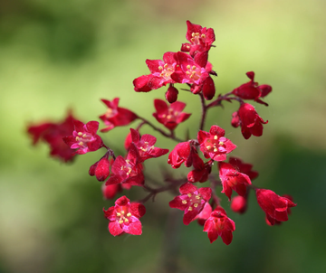 Coral Bells Seeds – Perennial Shade-Loving
