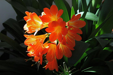 Kaffir Lily Seeds – Evergreen Perennial