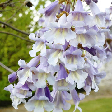 Paulownia Seeds – Fortunei (Empress Tree)