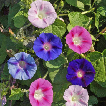 Morning Glory Seeds – Mixed Colors