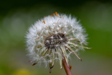 Dandelion Seeds – Taraxacum Officinale