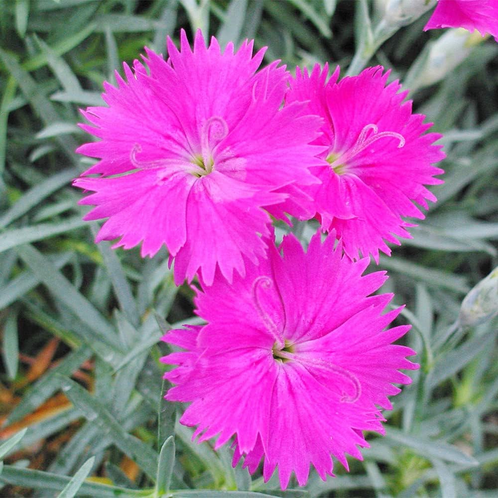 Cheddar Pink Seeds – Perennial Garden