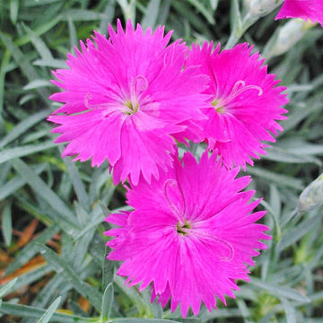 Cheddar Pink Seeds – Perennial Garden