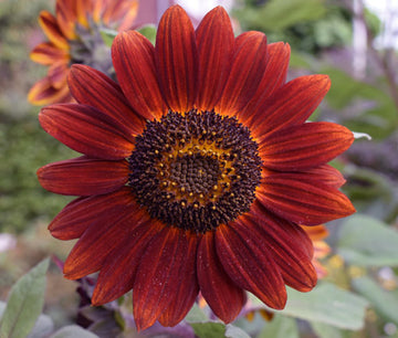 Sunflower Seeds – Velvet Queen