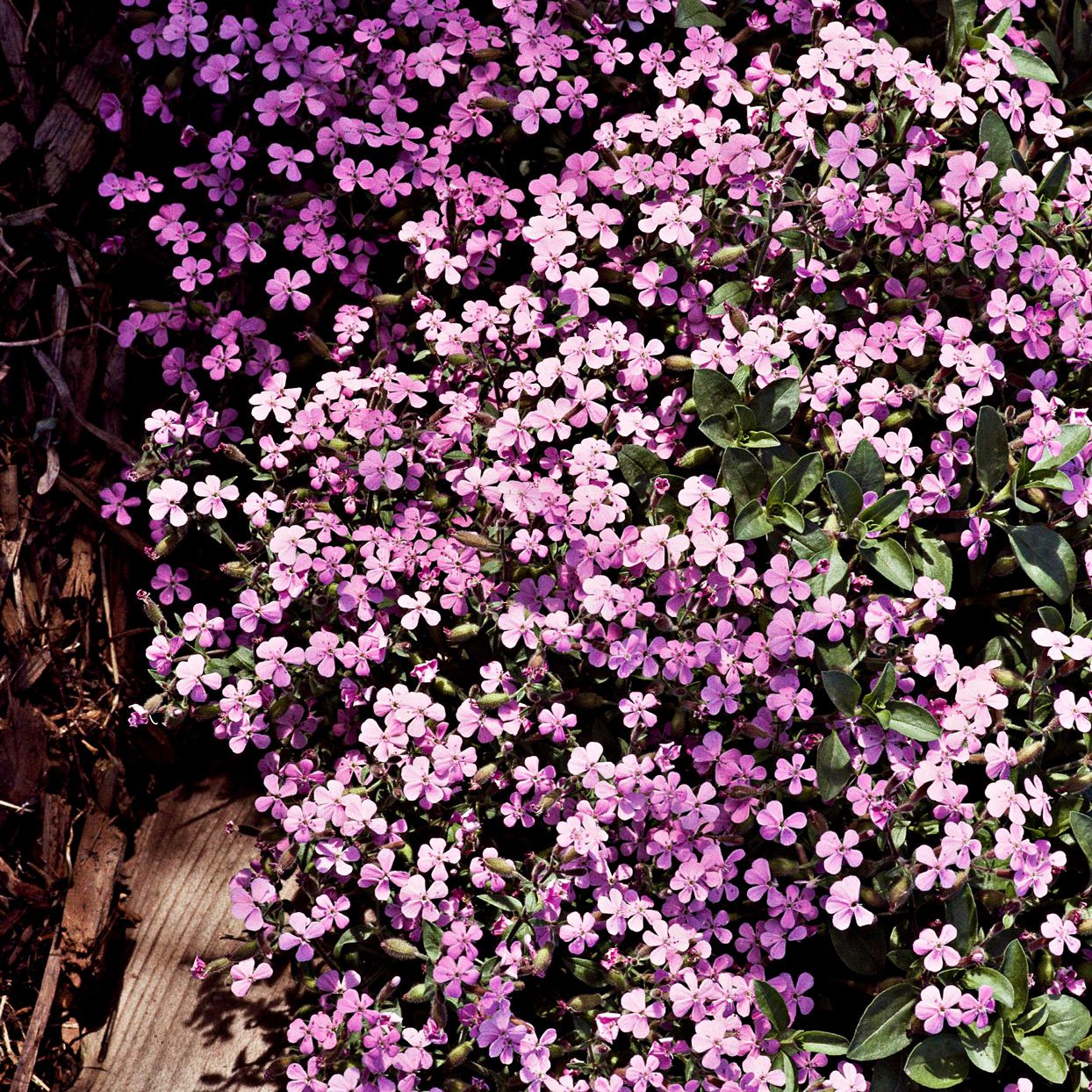 Soapwort Seeds – Perennial Ground Cover