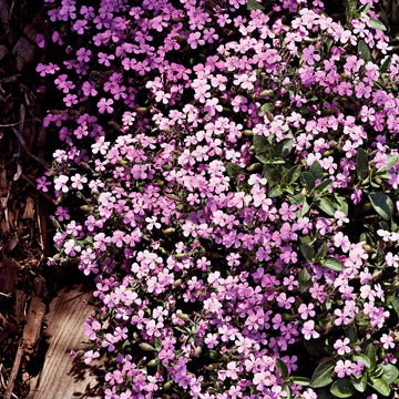 Soapwort Seeds – Perennial Ground Cover