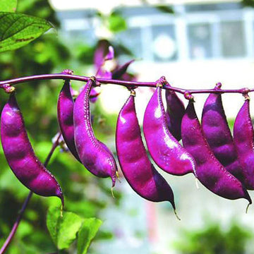 Lima Bean Seeds – Purple & White