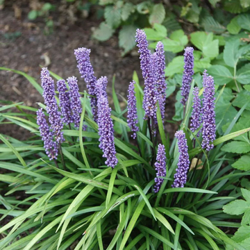 Liriope Seeds - Big Blue