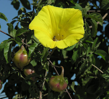 Morning Glory Seeds – Yellow