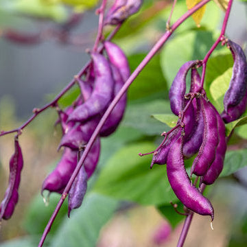 Hyacinth Bean Seeds – Lablab Purpureus