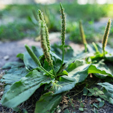 Plantago Major Seeds – Green