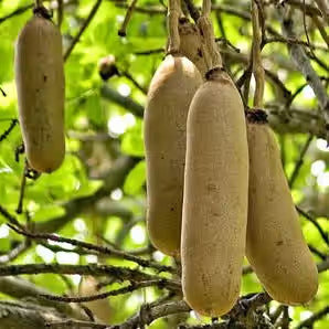 Brown Sausage Seeds – Heirloom