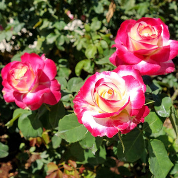 Rosa Seeds - Double Delight