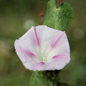 Morning Glory  Seeds – Shiva