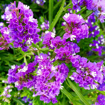 Statice Seeds – Limonium Sinuatum