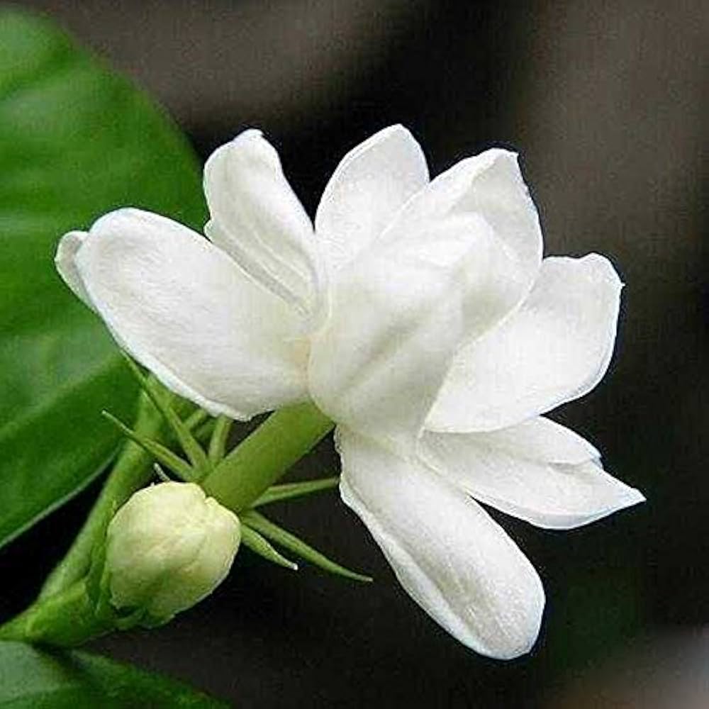 Cape Jasmine Seeds – Fragrant White Blooms