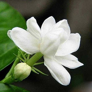 Cape Jasmine Seeds – Fragrant White Blooms
