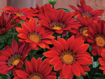 Gazania Seeds - Bronze Shades