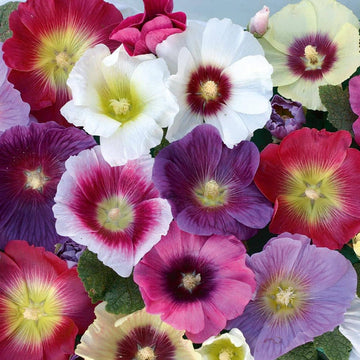Hollyhock Seeds – Mixed Colors
