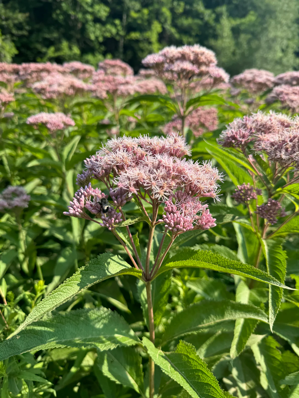 Joe-Pye Weed Seeds – Spotted