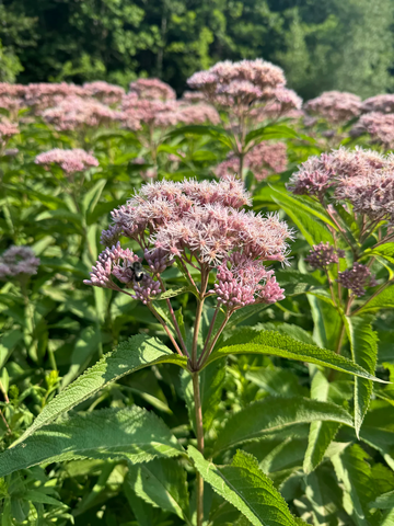 Joe-Pye Weed Seeds – Spotted