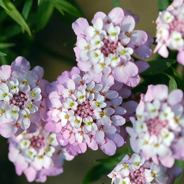 Iberis Gibraltarica Seeds – Gibraltar Candytuft