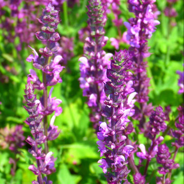 Salvia Seeds – Sylvestris ‘Rose Queen’