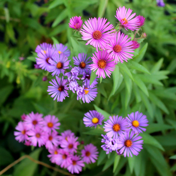 New England Aster Seeds – Hardy Perennial Wild