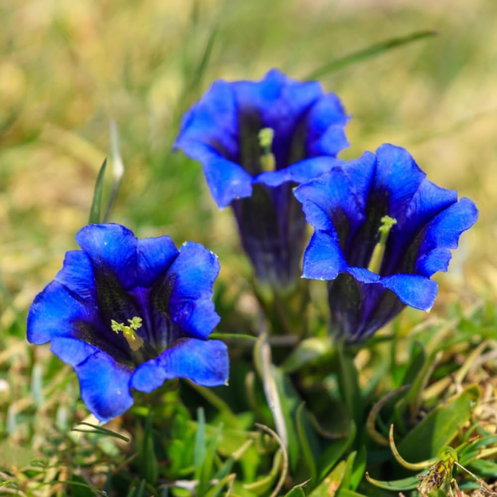 Gentiana Seeds – Scabra