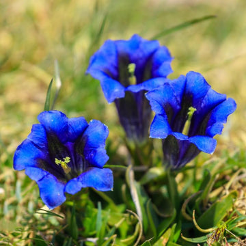 Gentiana Seeds – Scabra
