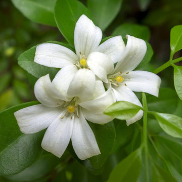 Orange Jessamine Seeds – Fragrant Evergreen Shrub